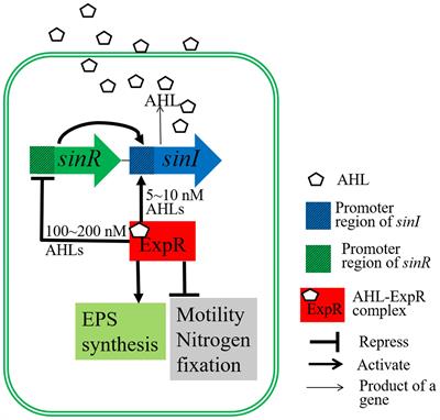 Water-Soluble Humic Materials Regulate Quorum Sensing in Sinorhizobium meliloti Through a Novel Repressor of expR